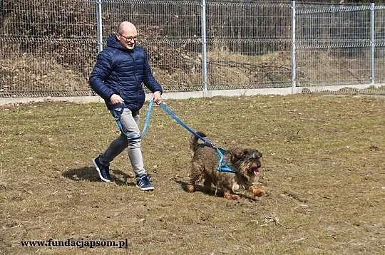 Spajki - pogodnego pieska do adopcji poleca Andrzej Krzywy, Mazowieckie, Nowy Dwór Mazowiecki