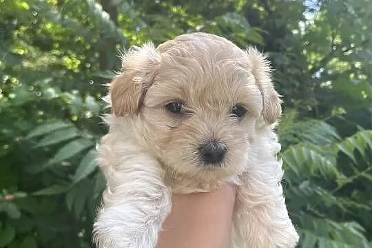 Piesek Maltipoo, Śląskie, Zawiercie