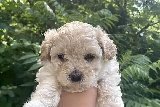 Piesek Maltipoo, Śląskie, Zawiercie