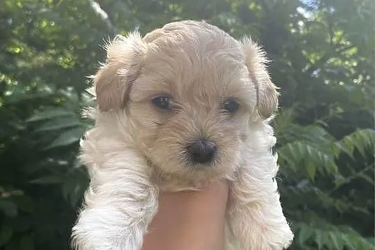 Piesek Maltipoo, Śląskie, Zawiercie