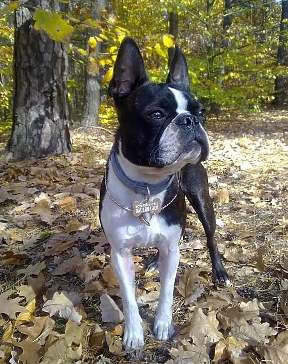 Boston Terrier REPRODUKTOR
