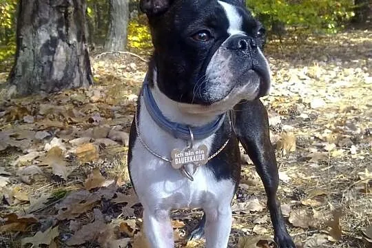 Boston Terrier REPRODUKTOR