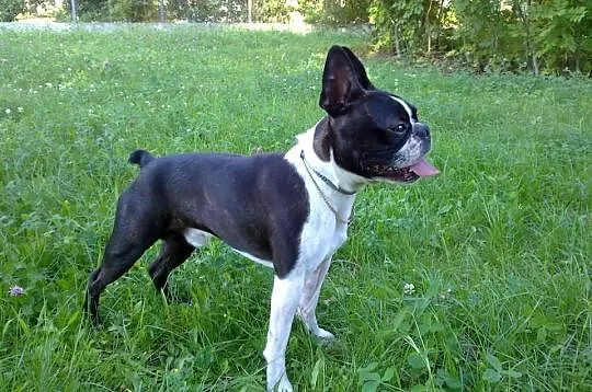Boston Terrier REPRODUKTOR