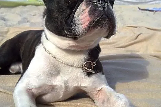 Boston Terrier REPRODUKTOR