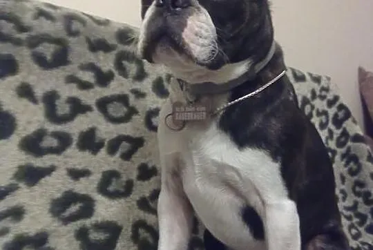 Boston Terrier REPRODUKTOR