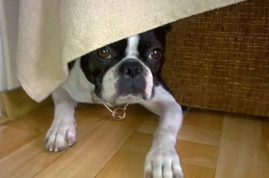 Boston Terrier REPRODUKTOR