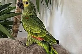 Amazonka aestiva