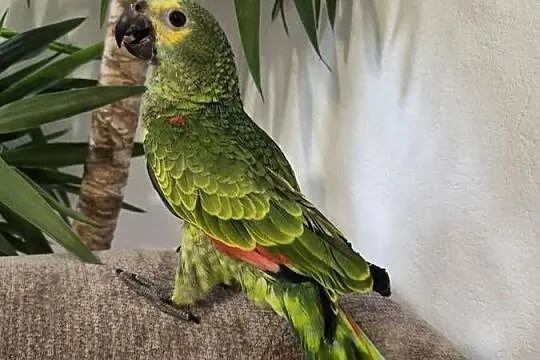 Amazonka aestiva