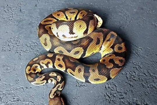 Pyton Królewski Samiec Orange Dream Pastel Vanilla/Fire
