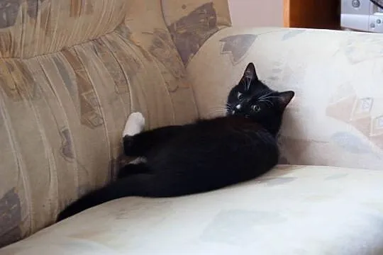 Roczna kotka Panna Ka szuka domu