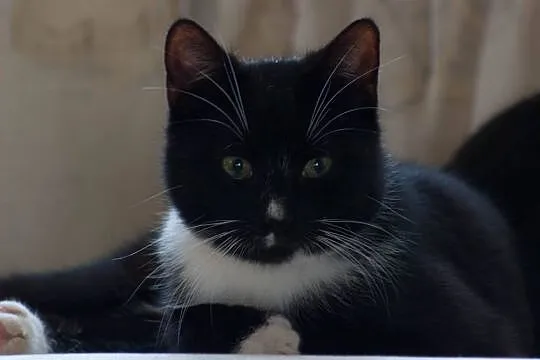 Roczna kotka Panna Ka szuka domu