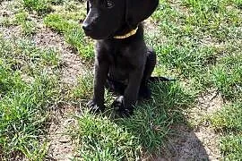 Czarna labradorka.