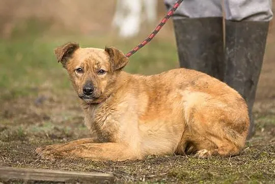Rumba - delikatna, nieśmiała suczka szuka ludzi o wielkim sercu!