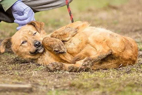 Rumba - delikatna, nieśmiała suczka szuka ludzi o 