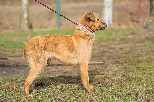Rumba - delikatna, nieśmiała suczka szuka ludzi o 