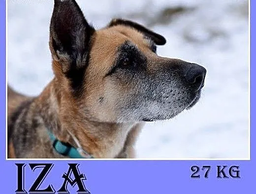 Prośba o dom dla starszej suczki,IZA wpada w depre