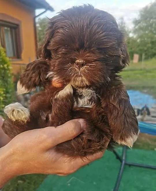 Szczeniaki shiz-tzu, Małopolskie, Sucha Beskidzka
