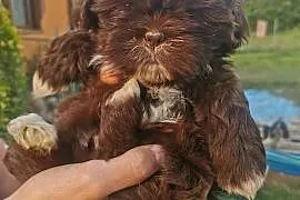 Szczeniaki shiz-tzu