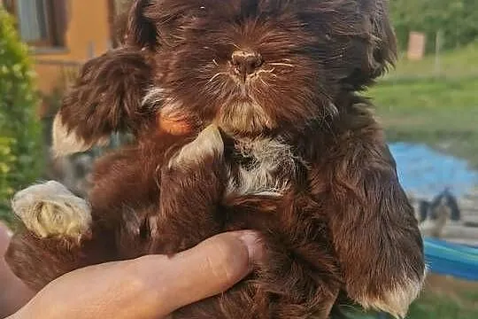 Szczeniaki shiz-tzu, Małopolskie, Sucha Beskidzka