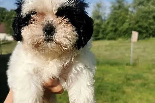 Szczeniaki shiz-tzu, Małopolskie, Sucha Beskidzka