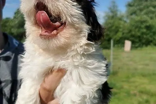 Szczeniaki shiz-tzu, Małopolskie, Sucha Beskidzka