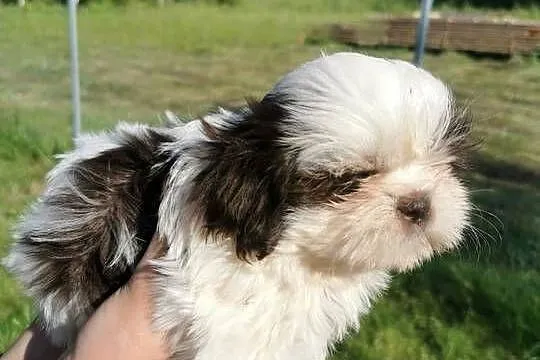 Szczeniaki shiz-tzu, Małopolskie, Sucha Beskidzka