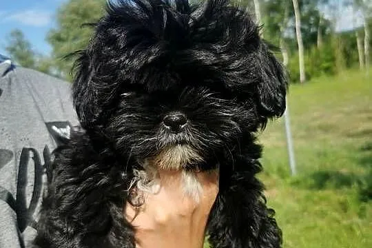 Szczeniaki shiz-tzu, Małopolskie, Sucha Beskidzka