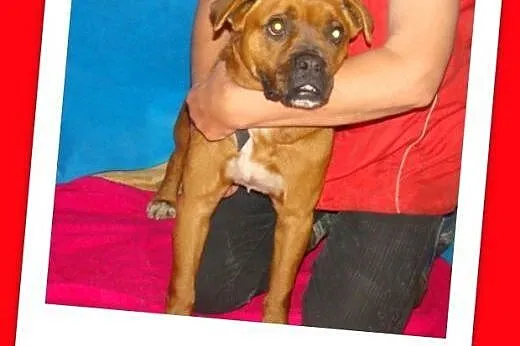 Bokser mix,rodzinna,łagodna,domowa suczka.ADOPCJA,