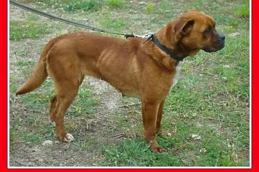 Bokser mix,rodzinna,łagodna,domowa suczka.ADOPCJA,
