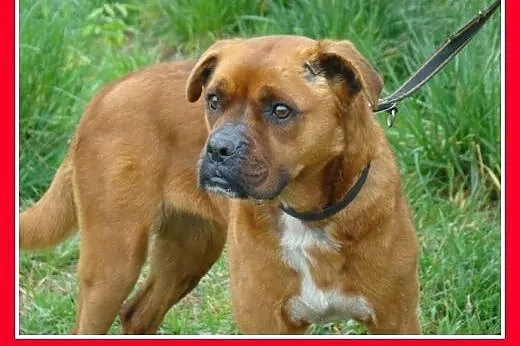 Bokser mix,rodzinna,łagodna,domowa suczka.ADOPCJA,