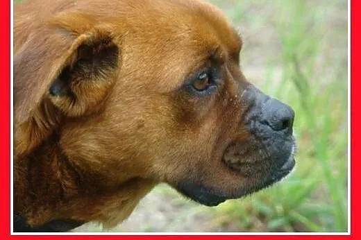 Bokser mix,rodzinna,łagodna,domowa suczka.ADOPCJA,