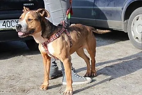 Piękna Negra w typie TTB ZNOWU szuka domu,  dolnoś