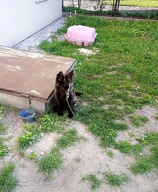 Sprzedajemy suczkę 4ms, Wielkopolskie, Kępno