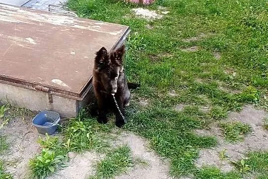 Sprzedajemy suczkę 4ms, Wielkopolskie, Kępno