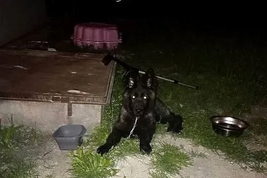 Sprzedajemy suczkę 4ms, Wielkopolskie, Kępno