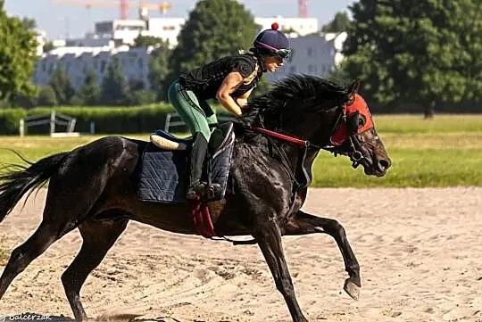 Duży ogier czystej krwi do sportu, Warszawa