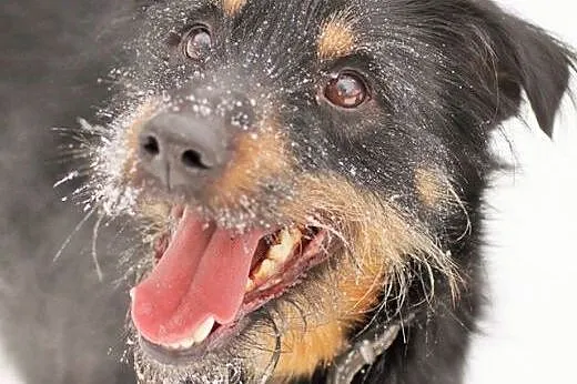 Dolas-pies gotowy do adopcji :),  podlaskie Białystok