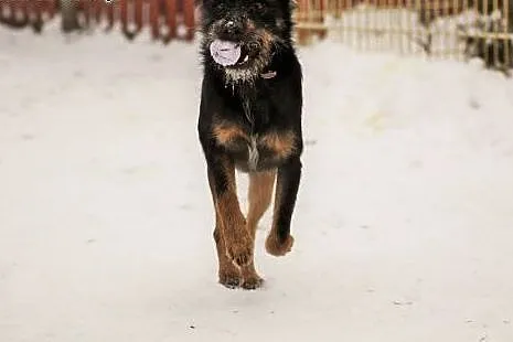 Dolas-pies gotowy do adopcji :),  podlaskie Białys