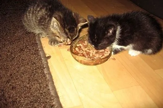 Kociczka czarno biala i bury kocurek,adopcja!!,  ś