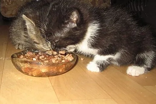 Kociczka czarno biala i bury kocurek,adopcja!!,  ś