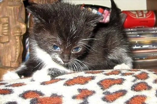 Kociczka czarno biala i bury kocurek,adopcja!!,  ś