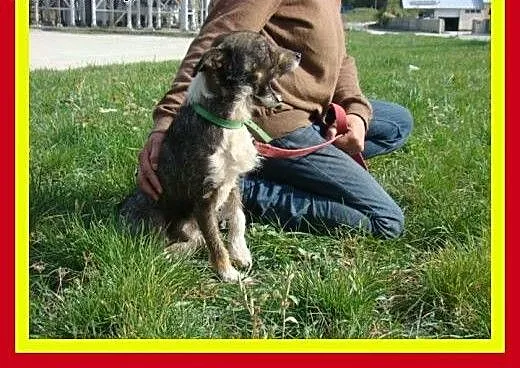 6kg,3letni,towarzyski,energiczny,kocha człowieka,p