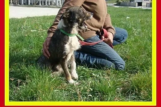 6kg,3letni,towarzyski,energiczny,kocha człowieka,p