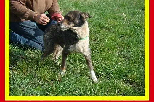 6kg,3letni,towarzyski,energiczny,kocha człowieka,p