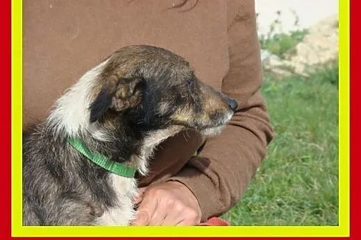 6kg,3letni,towarzyski,energiczny,kocha człowieka,p