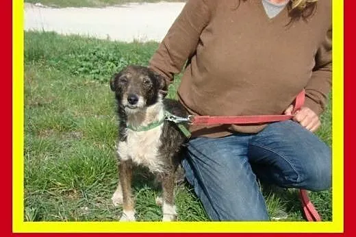 6kg,3letni,towarzyski,energiczny,kocha człowieka,p