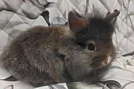 Królik miniaturka lewek domowy króliczek