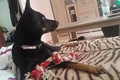Zuzia, młodziutka, wesoła, domowa sunia! Pokochaj 