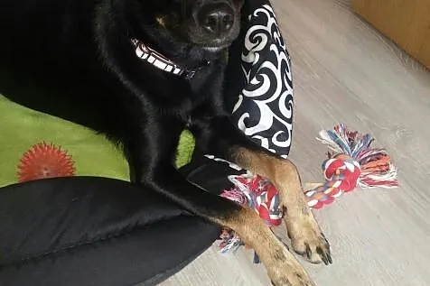 Zuzia, młodziutka, wesoła, domowa sunia! Pokochaj 