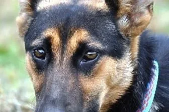 LIGA-Kochana, delikatna, wrażliwa młodziutka suczka szuka dobrego domu,  małopolskie Kraków